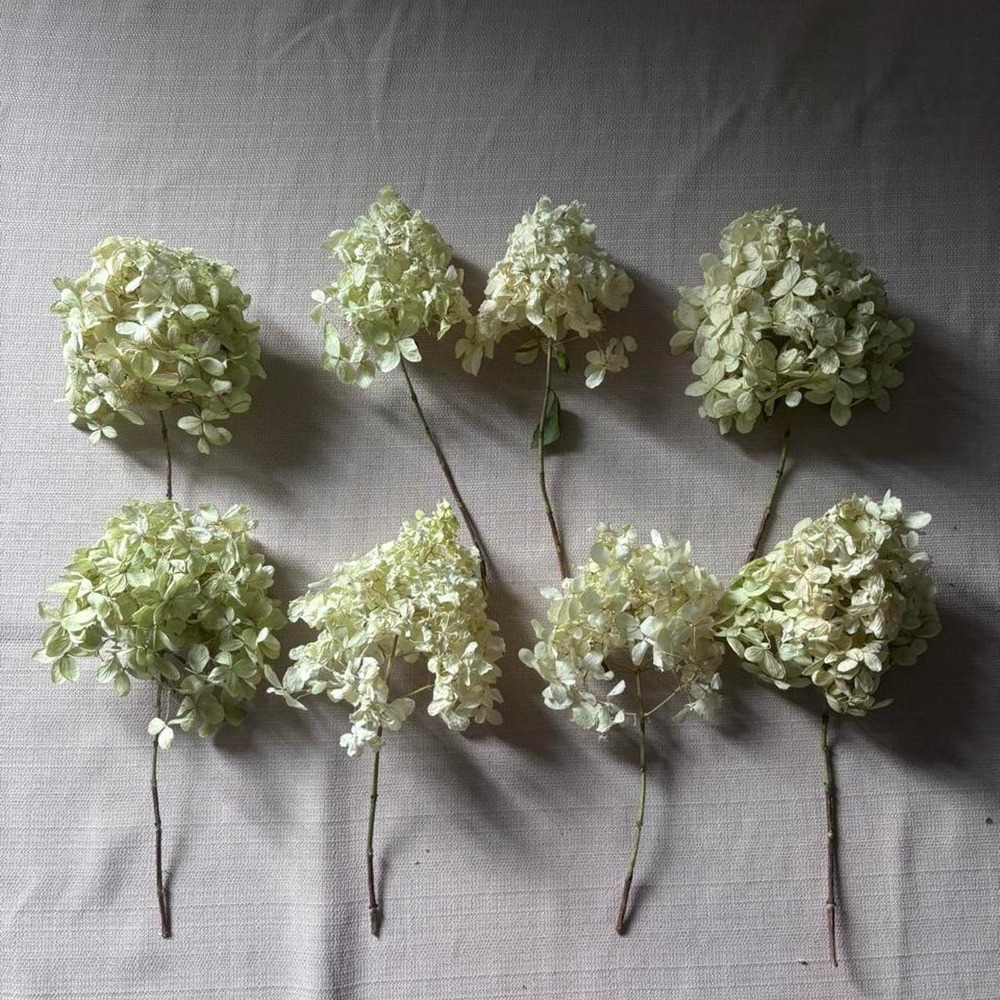 REAL PRESERVED White Hydrangea Bunches 8 stems